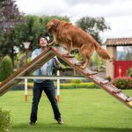 dog trainer working with a dog
