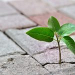 Plant growing in sidewalk crack